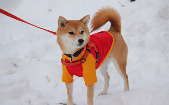 全国冬季铁人三项赛黑龙江队大获全胜，冬季铁人三项世界杯赛