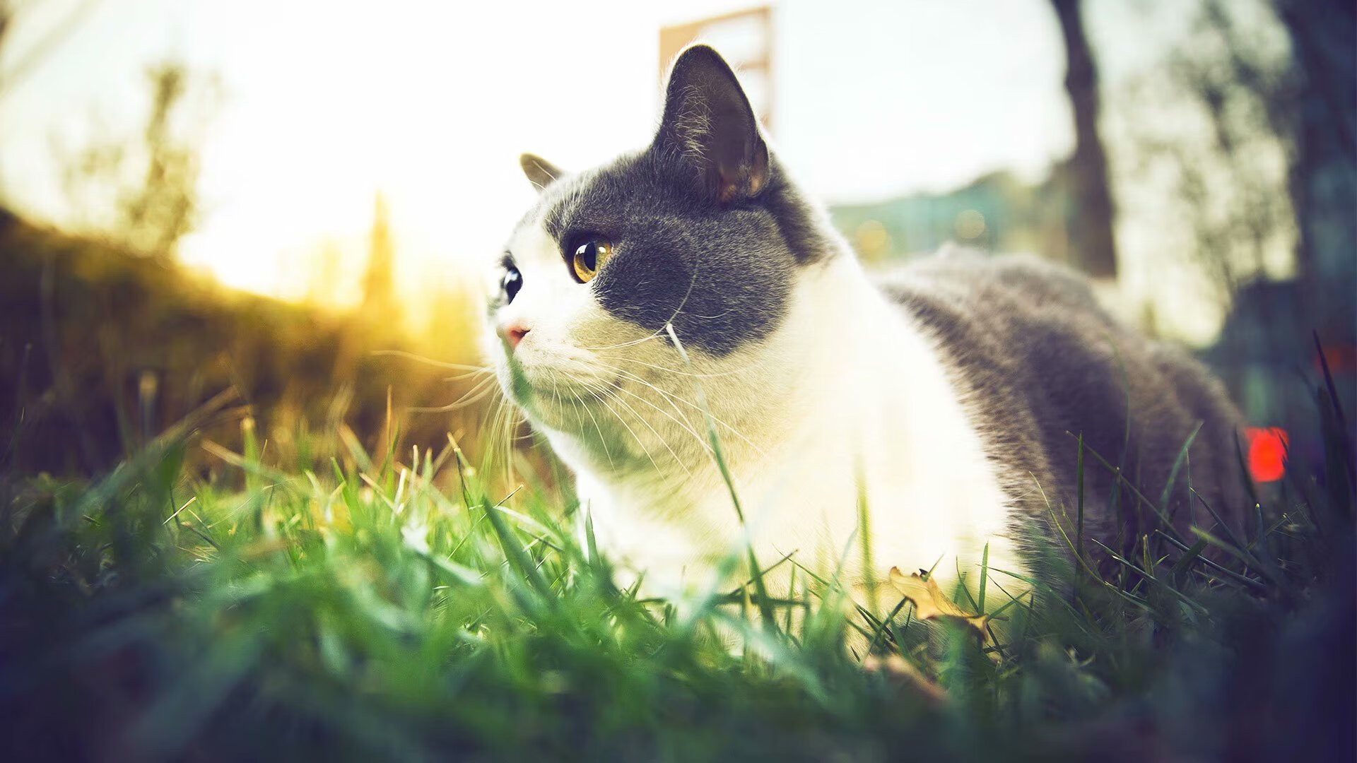 mk体育平台网页版入口-“六人制袋棍球：成都七中东部赛场成为全球关注的焦点”