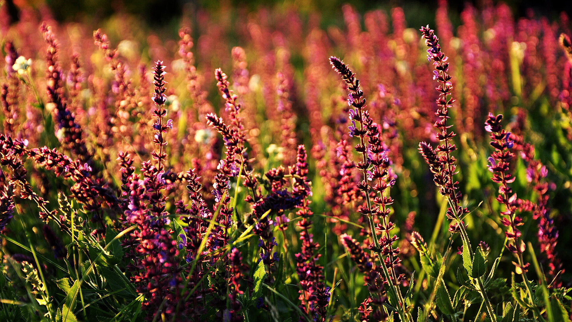 “六人制袋棍球:成都七中东部赛场成为全球关注的焦点”