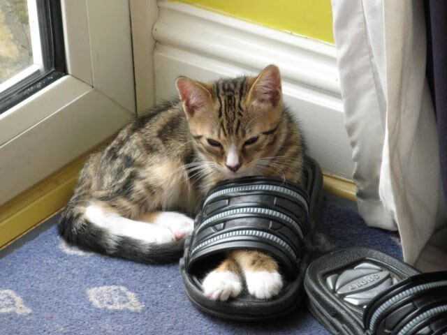 世界登山大会召开 探讨高海拔极限挑战,国际登山比赛