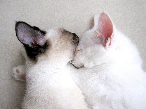 中国三人女篮强化传切配合 提高得分效率，中国篮球女子三人