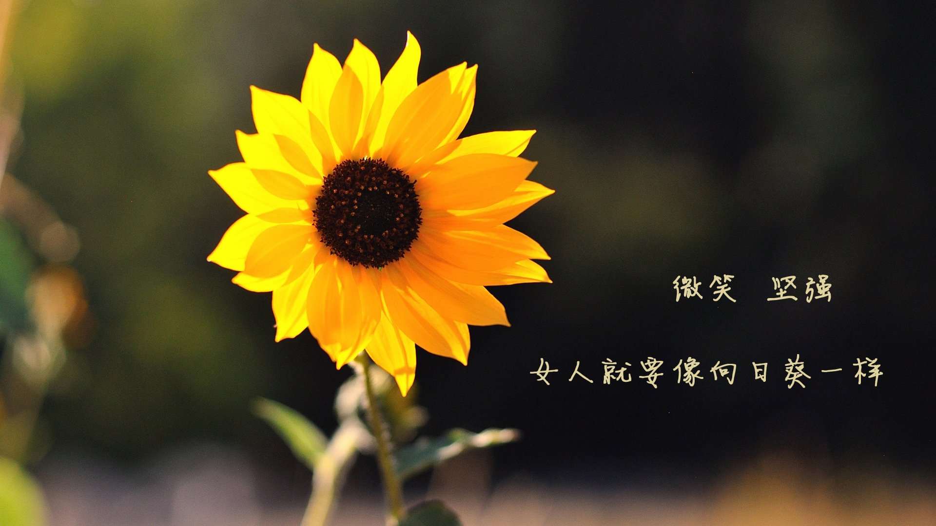 五大联赛是否因反击频率提升而调整边后卫站位,五大联赛的强队