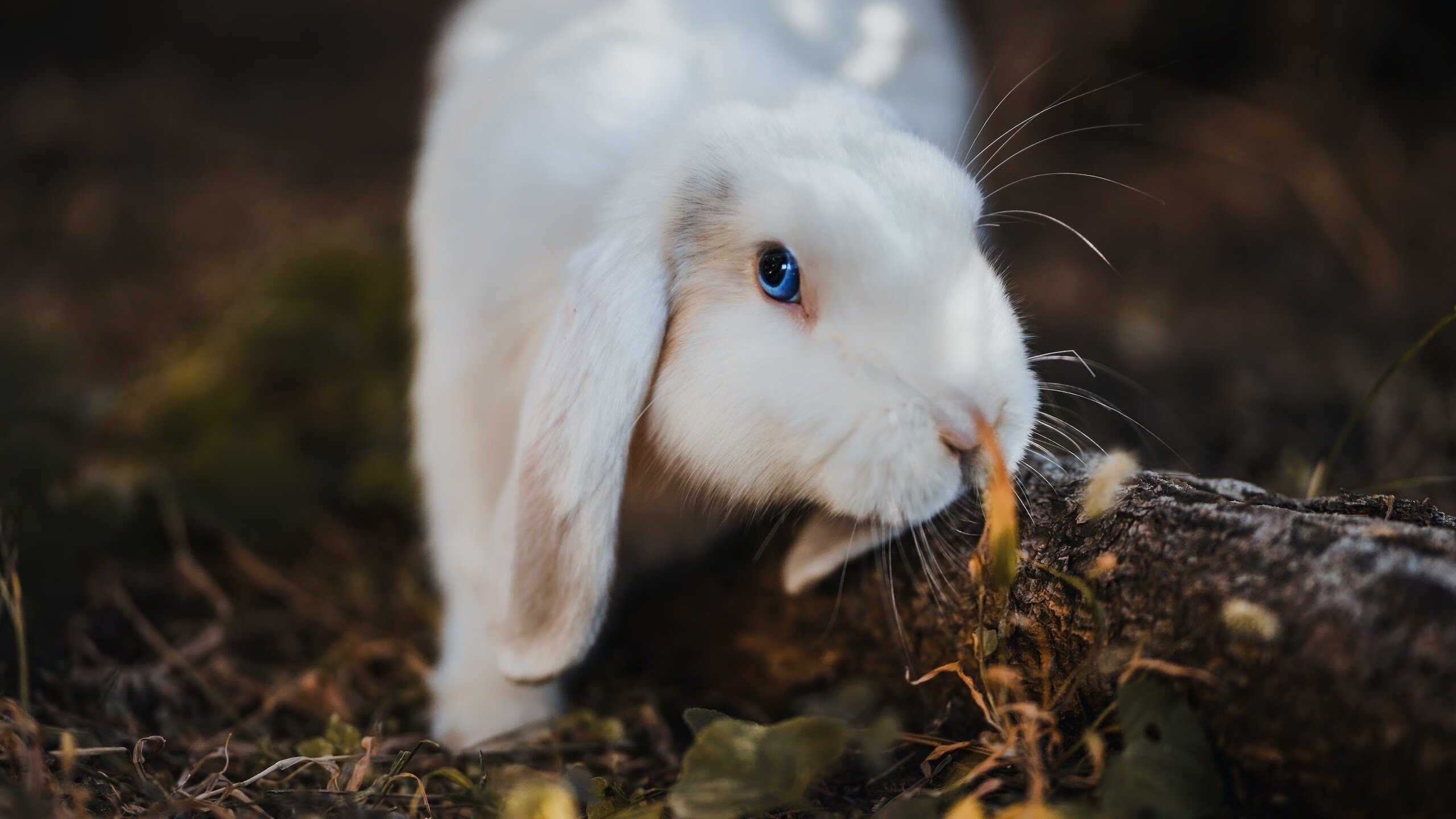 女子200蝶技术动作流畅性评分，女子200米蝶泳世界纪录是多少