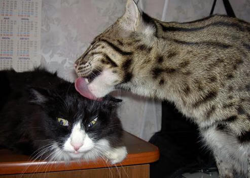 得分手如何通过空切获得更高效率，分手后如何度过空窗期