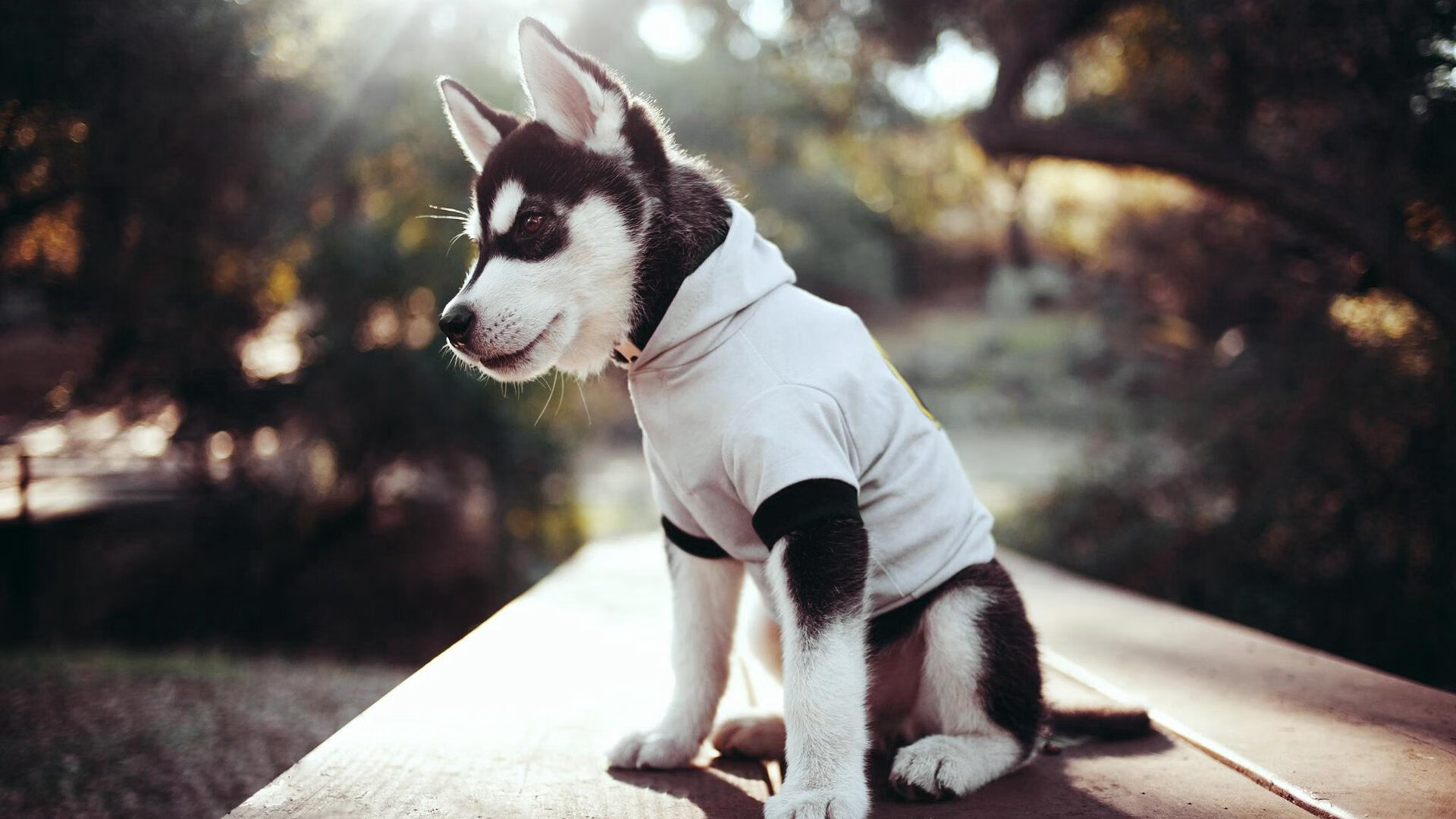 田径赛引入激励机制促进选手稳定发挥,田径比赛流程