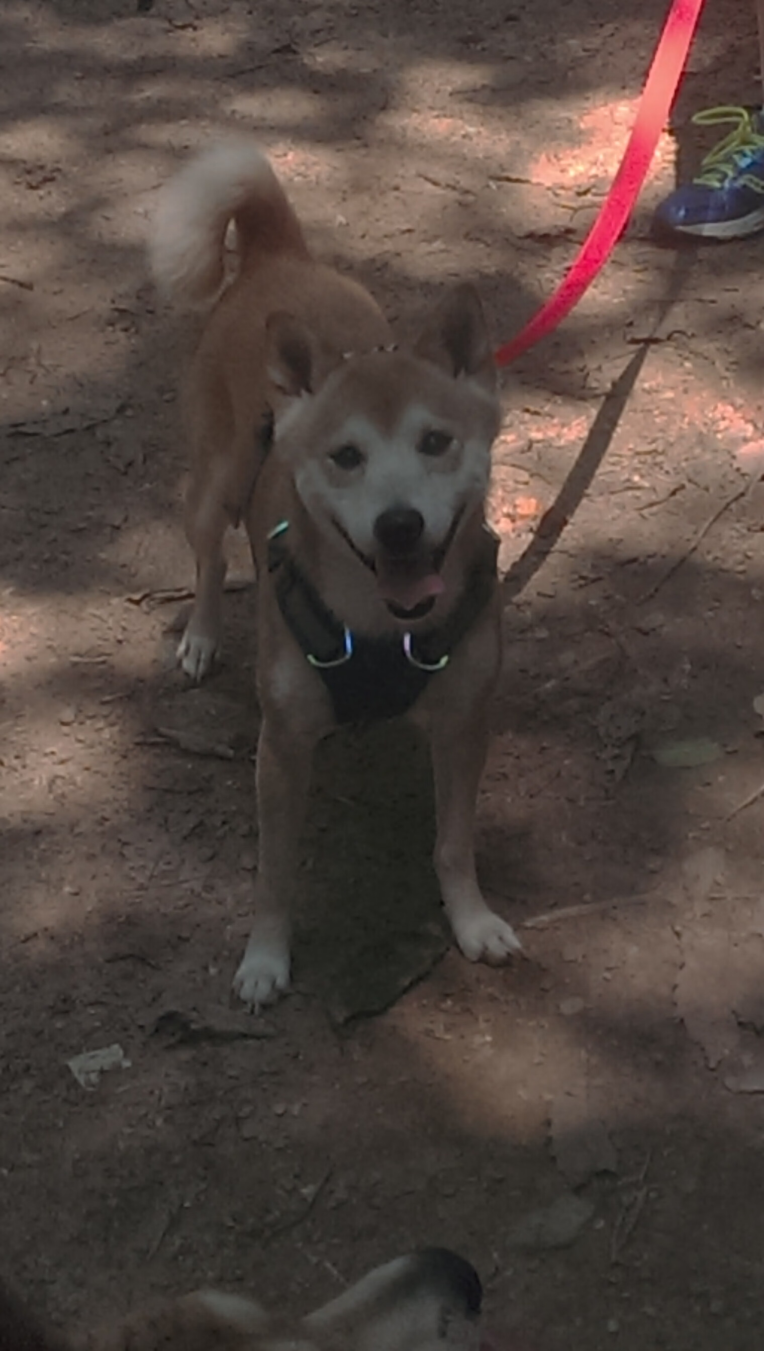 男子蝶泳选手划水对称性评分达满分,蝶泳划水时机