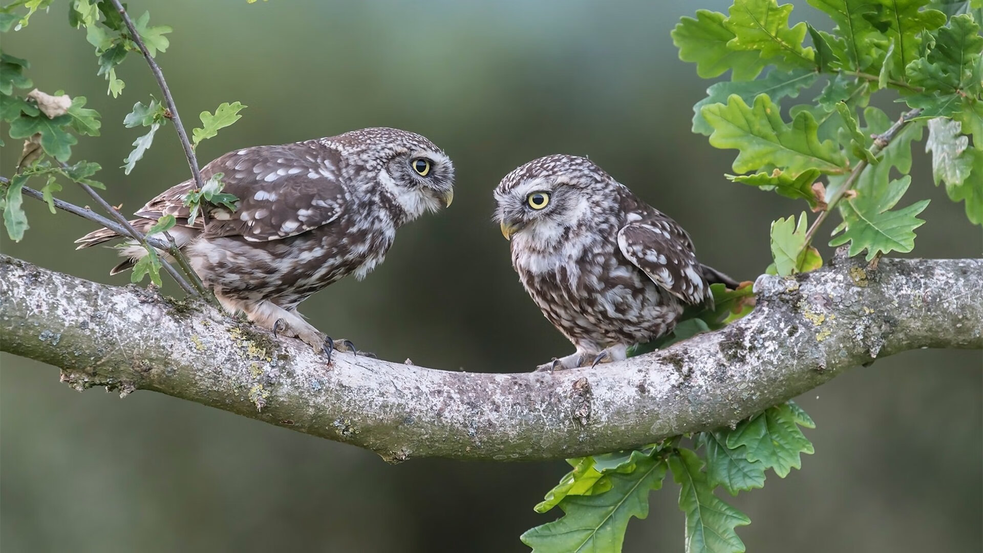 万乐天赛场表现获教练高度评价,wanle万乐