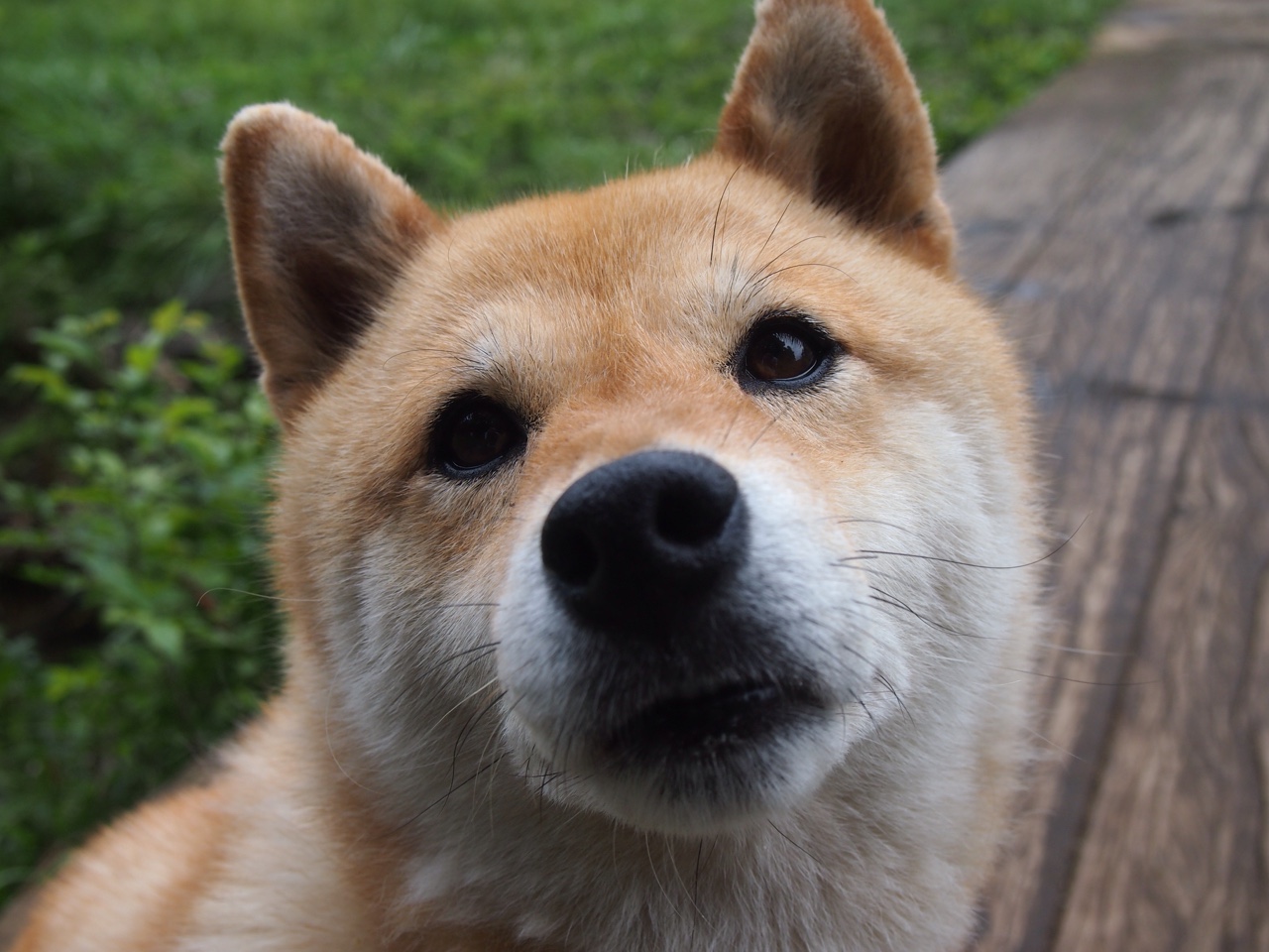 中国女排拼尽全力艰难取胜女排世界杯,中国女排世界比赛