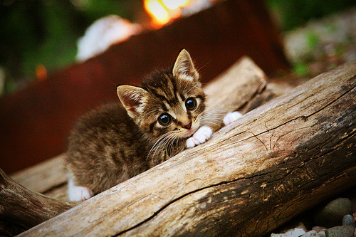 中国足球俱乐部推动球员公益形象打造机制,公益足球培训