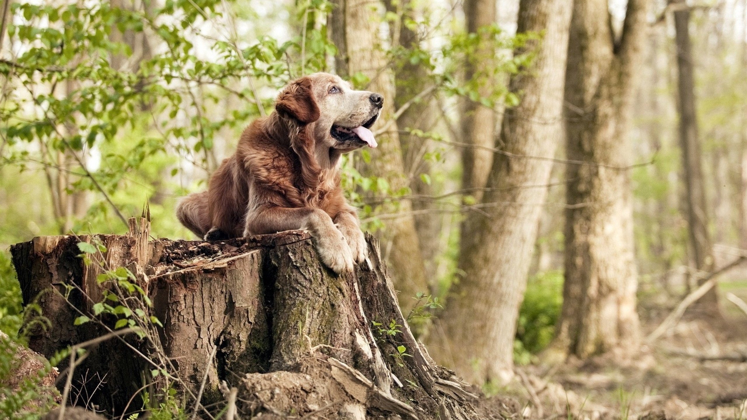 mk sport-国际青少年足球锦标赛吸引全球顶尖青年队伍参赛，世界青少年足球锦标赛