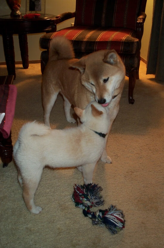 威尔士橄榄球赛事带动地方经济增长,威尔士输球