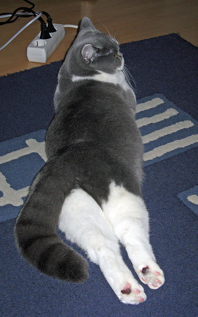 李冰洁200自表现稳健 技术日臻成熟,李冰洁赛后采访